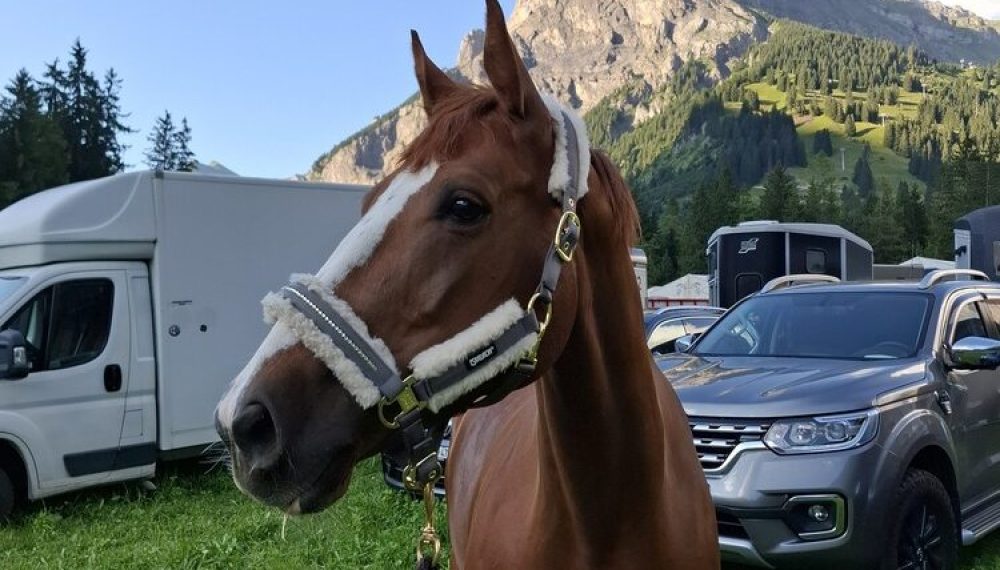 reitstallwittwer-sommer-turne reitstallwittwer-sommer-turne